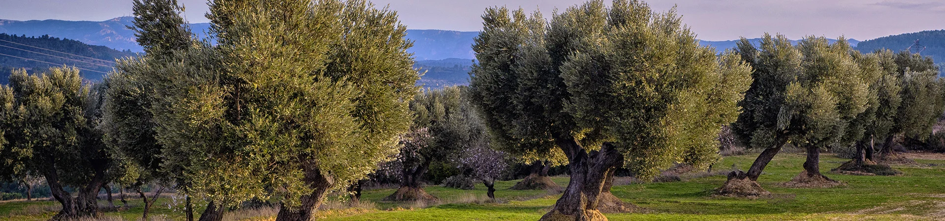 Aceite de Oliva